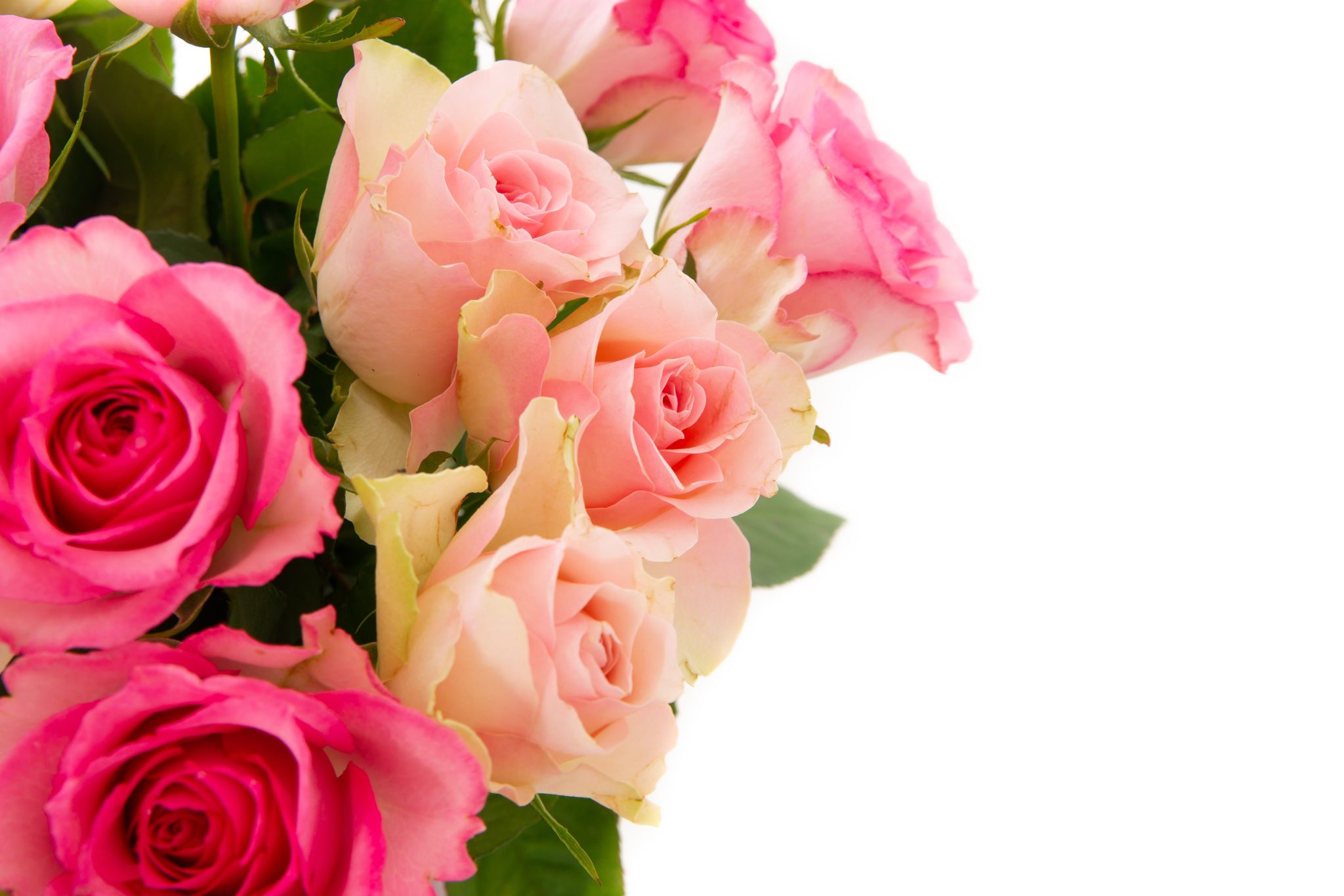 A closeup shot of pink rose bouquet isolated on a white background with a copy space
