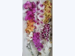 Orchid flower-01