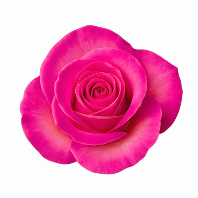 شارلوت گلخانه بوعلی4